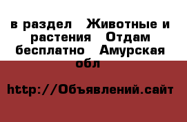  в раздел : Животные и растения » Отдам бесплатно . Амурская обл.